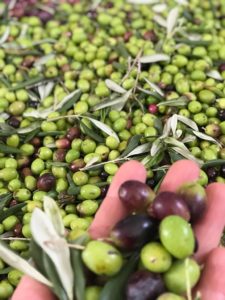 Casa Iuorio olive