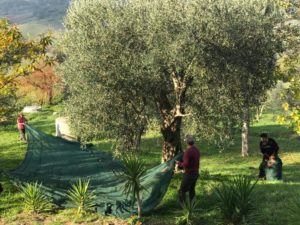 Casa Iuorio raccolta olive